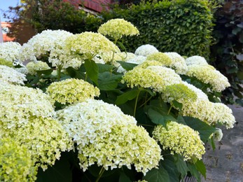 Photo of Beautiful hydrangea with blooming white flowers growing outdoors