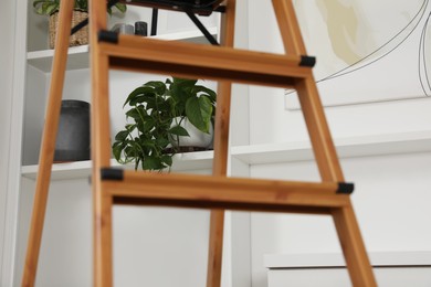 Photo of Beautiful potted plants on shelves indoors, view through wooden ladder