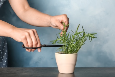 Photo of Woman cutting fresh rosemary in pot, closeup