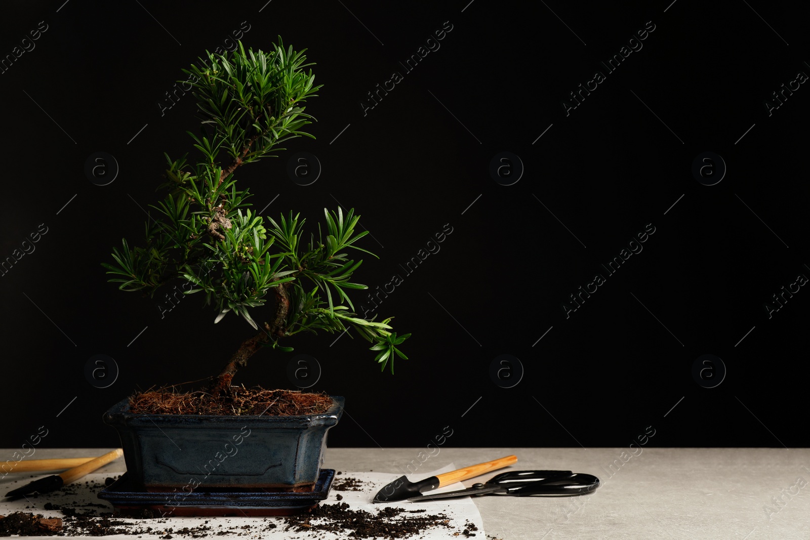 Photo of Japanese bonsai plant and gardening tools on light table, space for text. Creating zen atmosphere at home