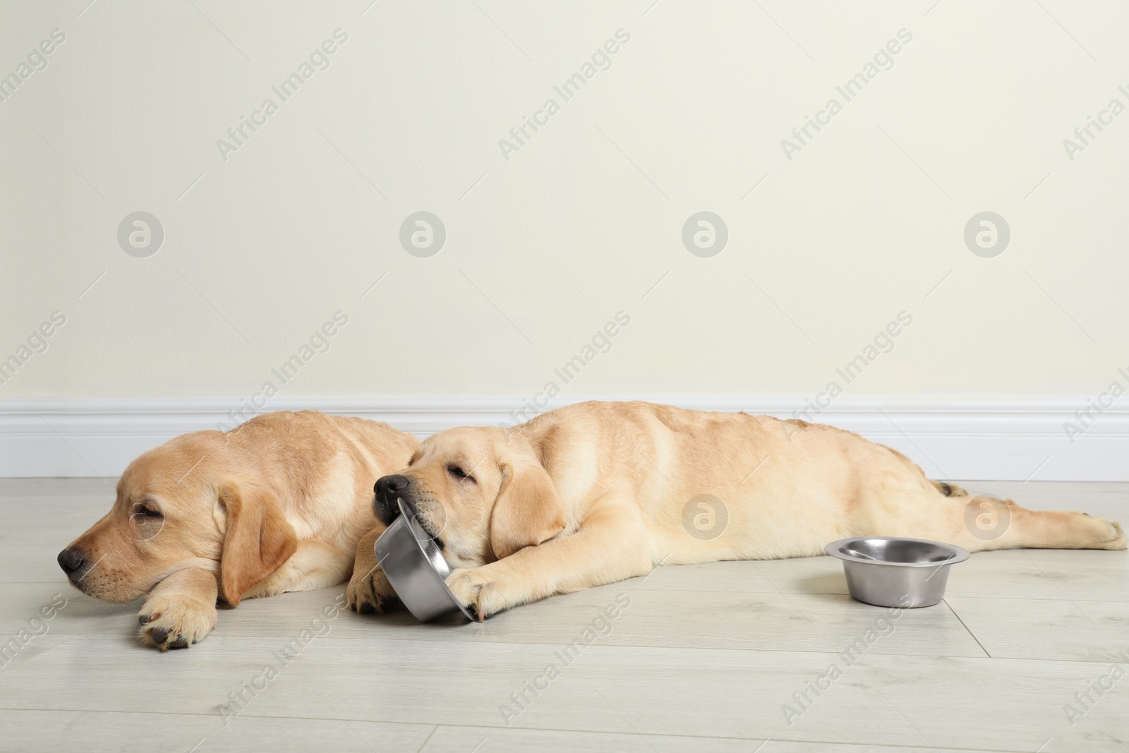 Photo of Cute yellow labrador retriever puppies with feeding bowls on floor indoors. Space for text