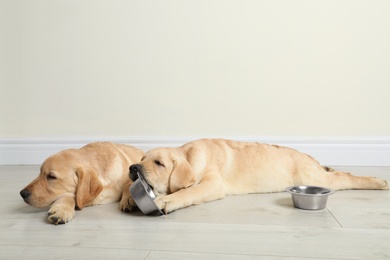 Cute yellow labrador retriever puppies with feeding bowls on floor indoors. Space for text