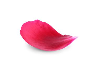 Photo of Beautiful petal of peony flower isolated on white