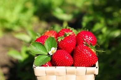 Photo of Basket of ripe strawberries in field on sunny day, closeup