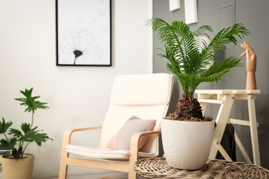 Photo of Tropical plant with green leaves in stylish room interior
