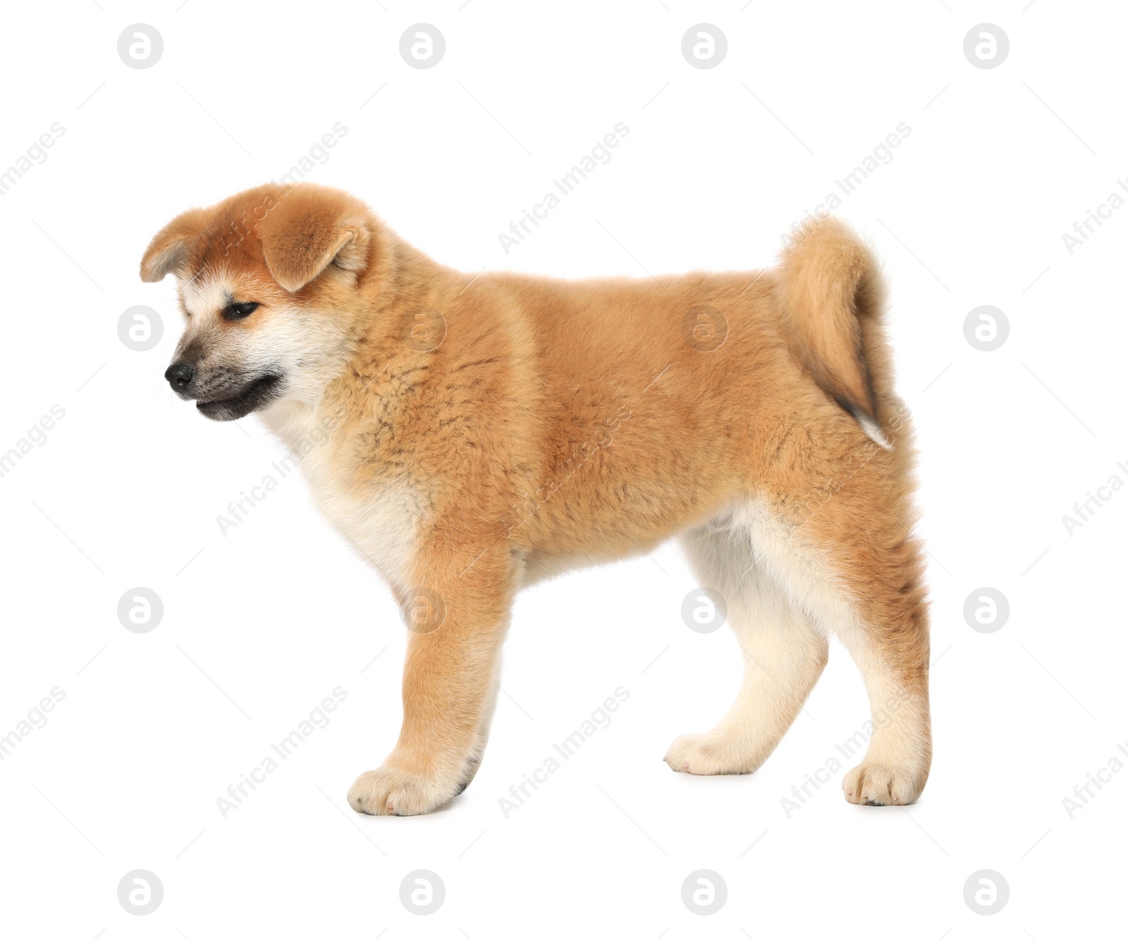 Photo of Cute Akita Inu puppy on white background. Baby animal