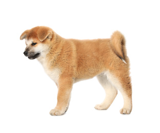 Cute Akita Inu puppy on white background. Baby animal