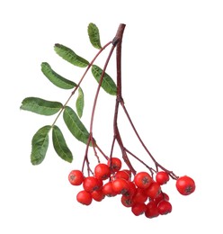 Photo of Bunch of ripe rowan berries with green leaves on white background