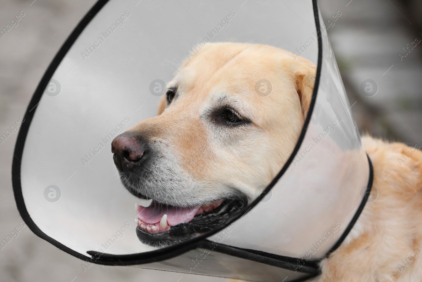 Photo of Adorable Labrador Retriever dog wearing Elizabethan collar outdoors, closeup