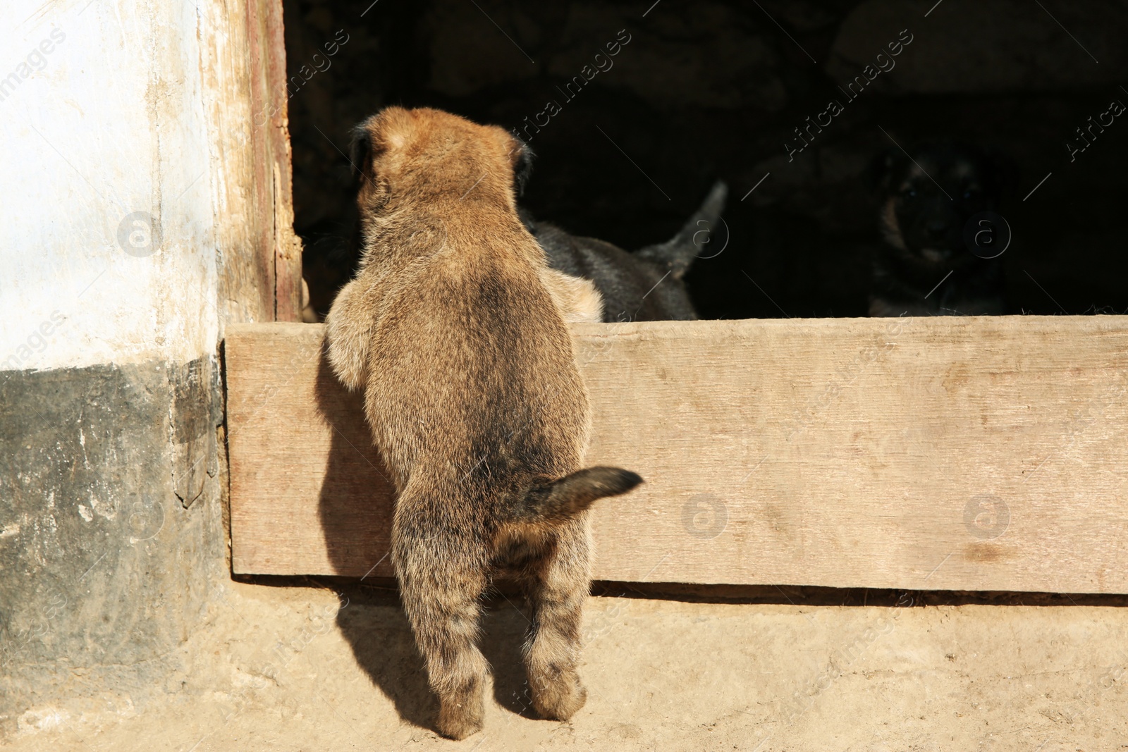 Photo of Stray puppy crawling into kennel. Baby animal