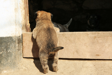 Photo of Stray puppy crawling into kennel. Baby animal