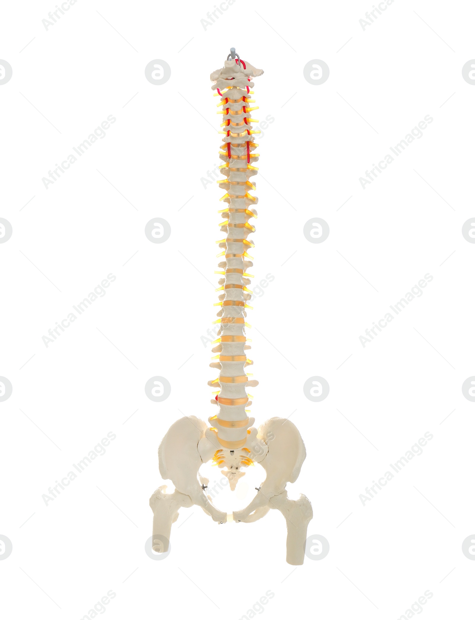 Photo of Artificial human spine model isolated on white