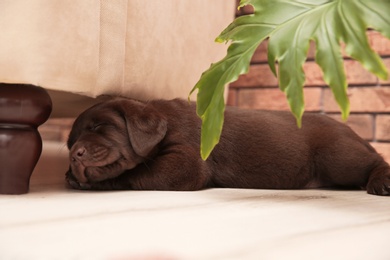 Photo of Chocolate Labrador Retriever puppy sleeping on floor indoors