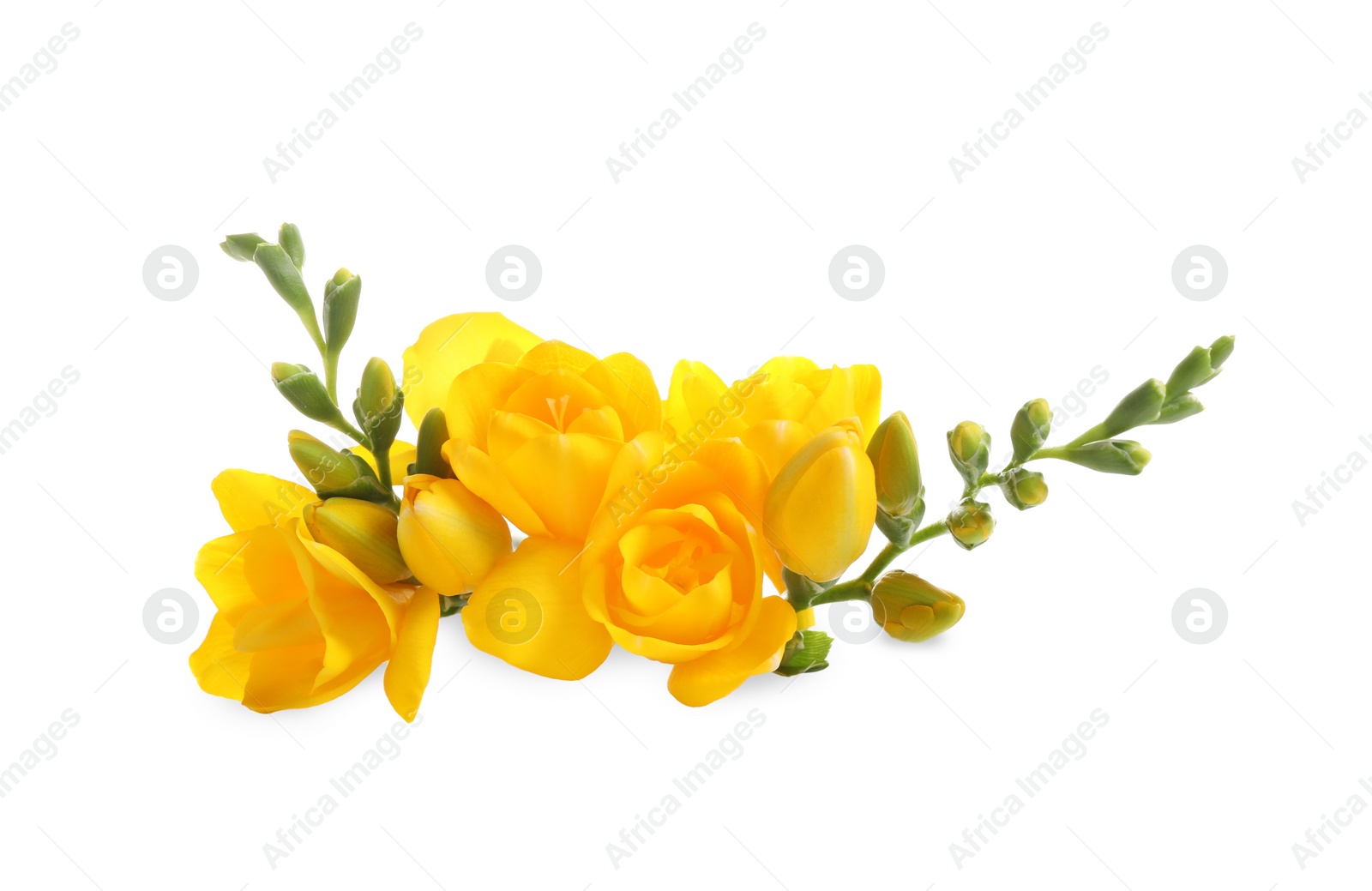 Photo of Beautiful yellow freesia flowers on white background