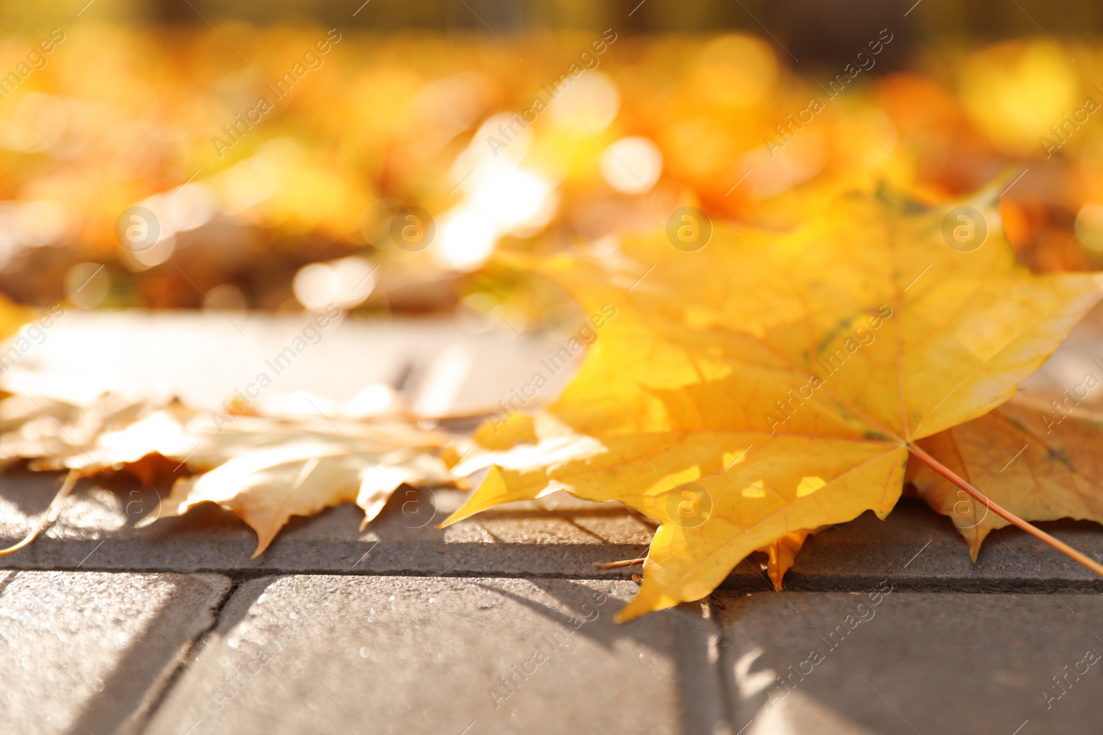 Photo of Pavement with beautiful bright leaves in park, closeup. Autumn season