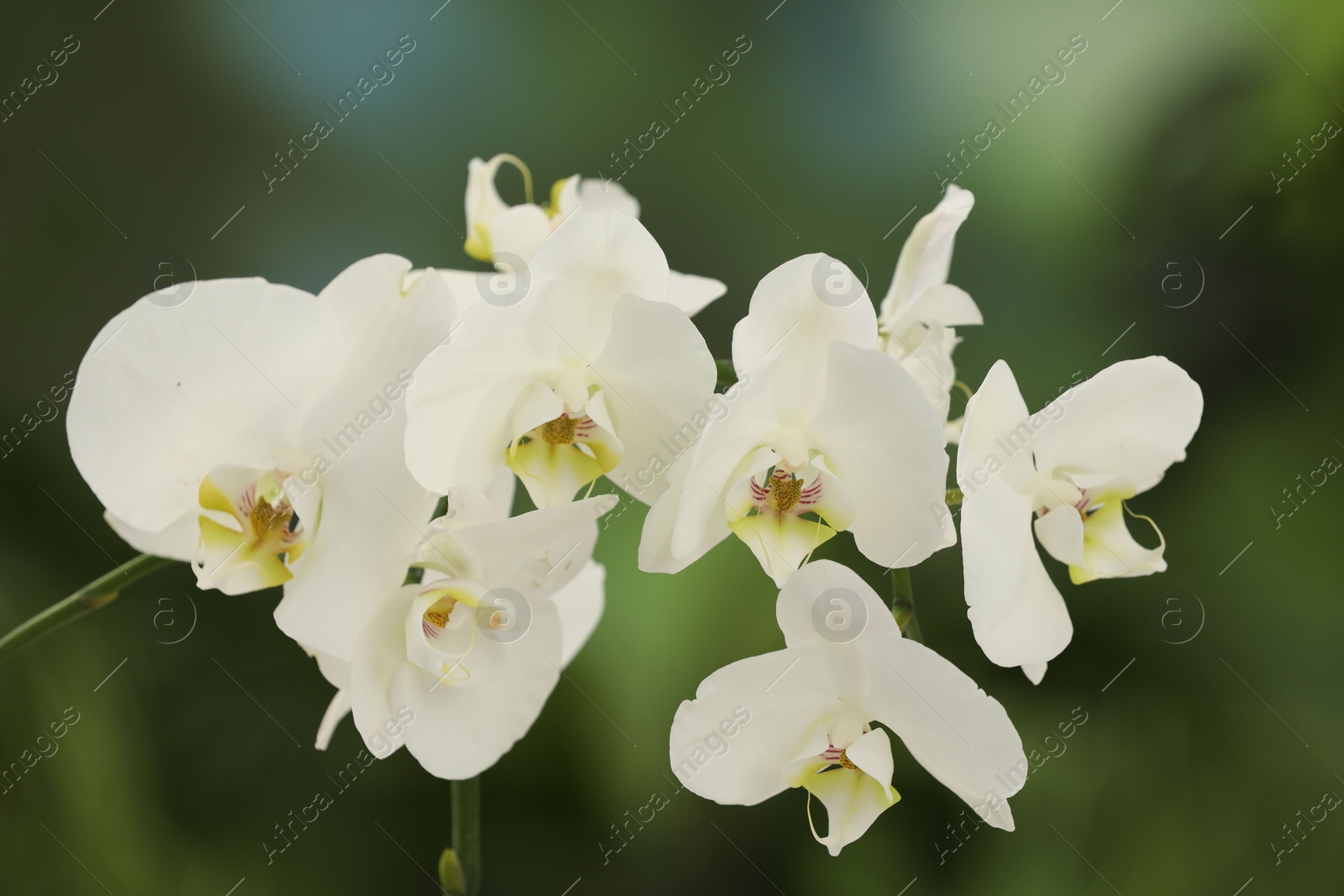 Photo of Branch with beautiful orchid flowers on blurred background, closeup