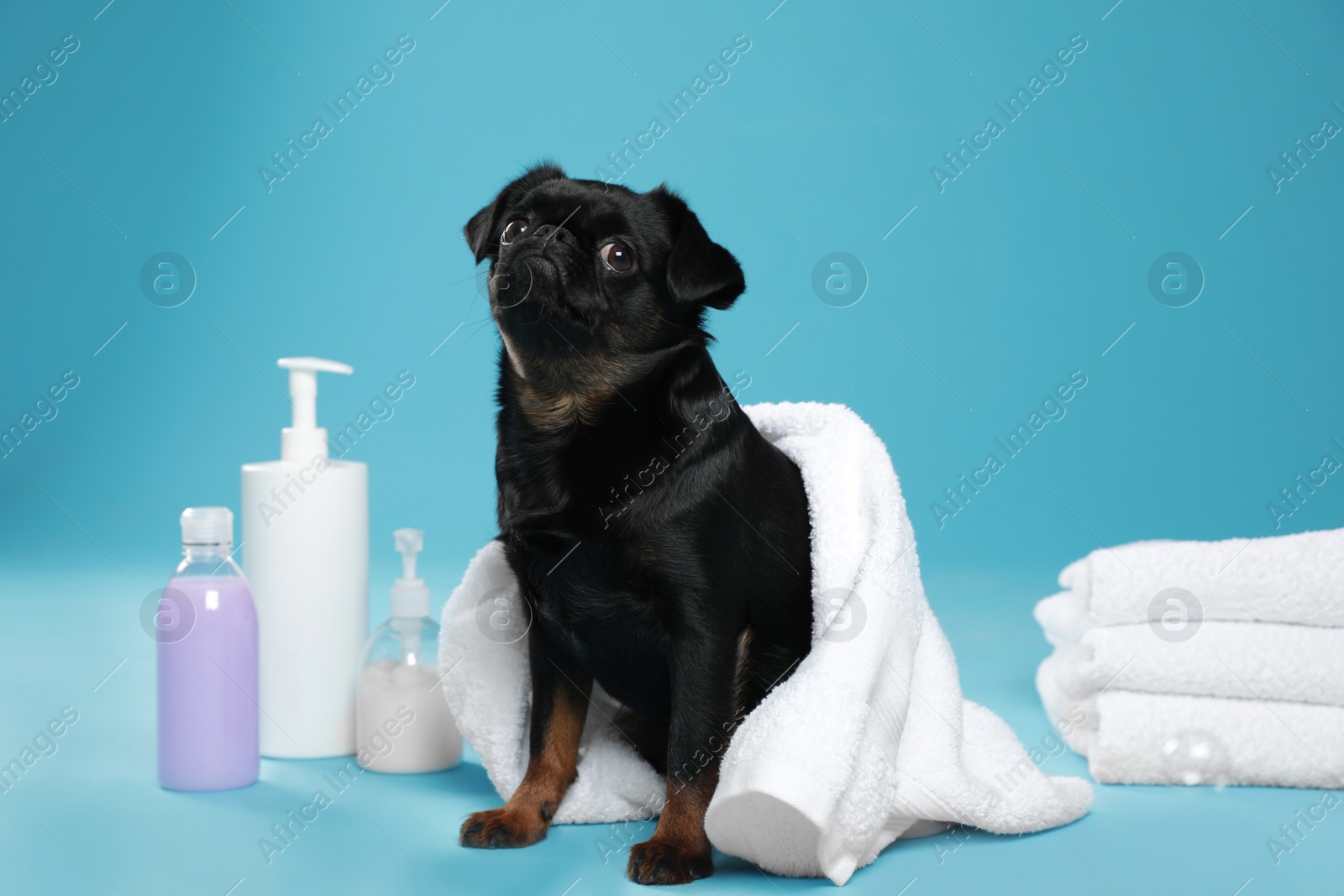 Photo of Cute black Petit Brabancon dog with towel, bath accessories and bubbles on light blue background