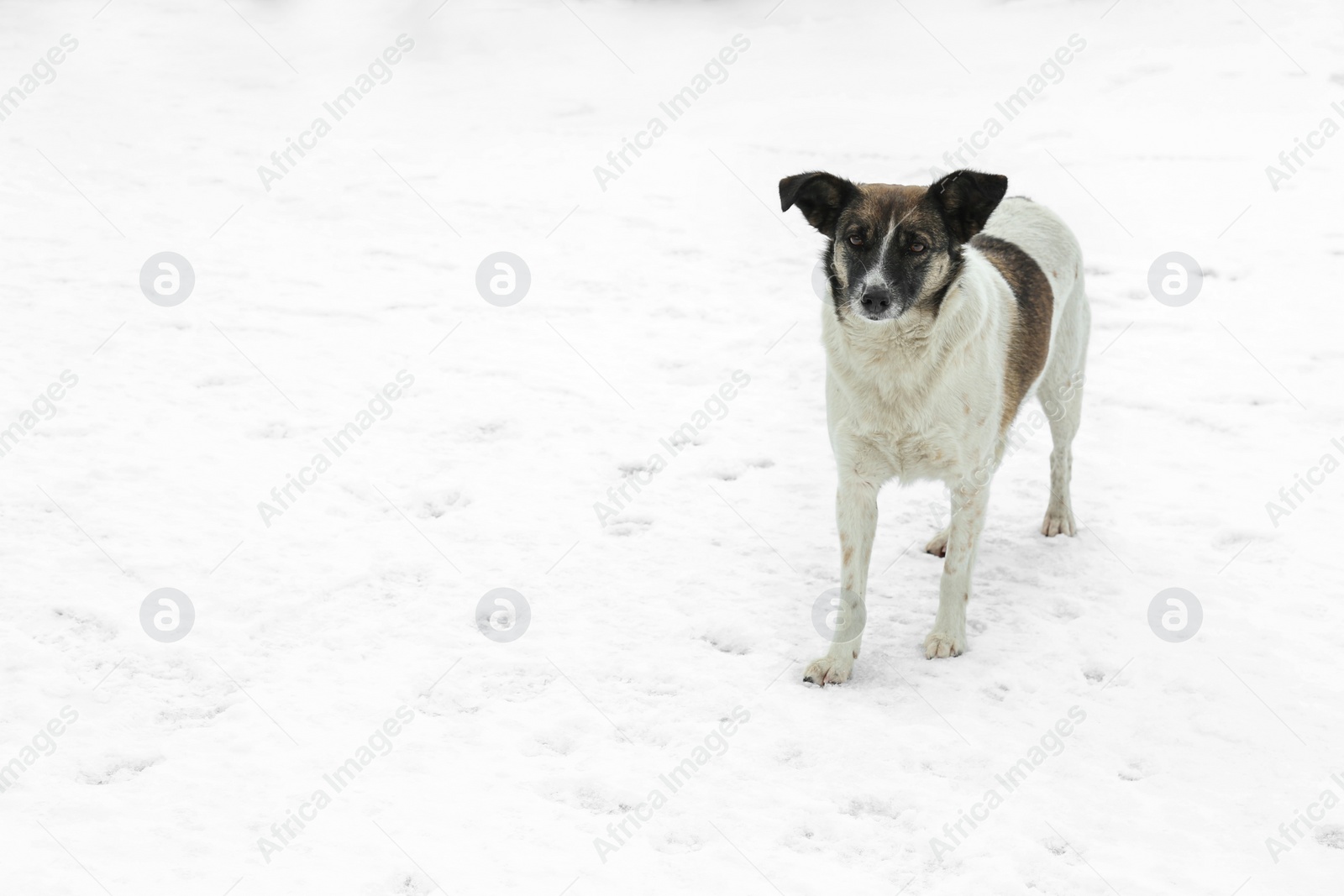 Photo of Homeless dog outdoors on winter day. Abandoned animal