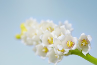 Photo of Beautiful lily of the valley against blue sky, closeup