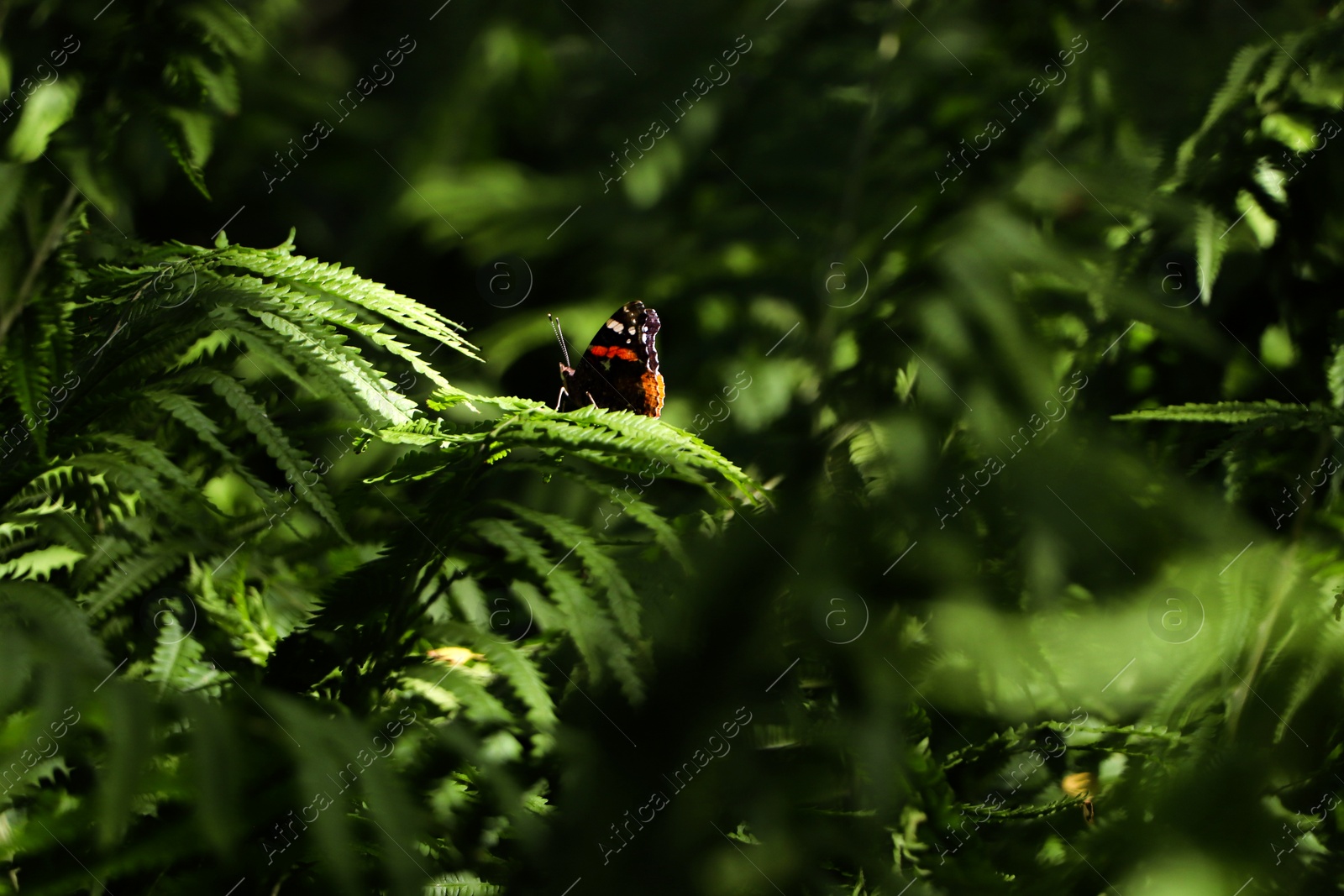 Photo of Beautiful butterfly on green fern leaf outdoors