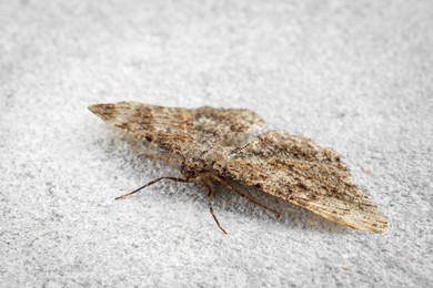 Photo of Alcis repandata moth on white textured background, closeup