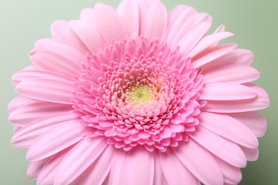 Photo of Beautiful pink gerbera flower on pale green background, closeup