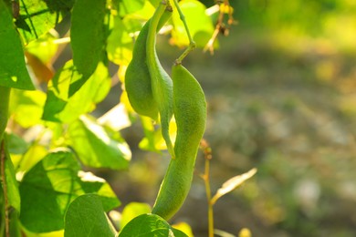 Fresh green beans growing outdoors on sunny day, closeup