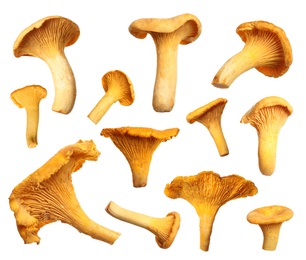 Image of Set of fresh chanterelle mushrooms on white background