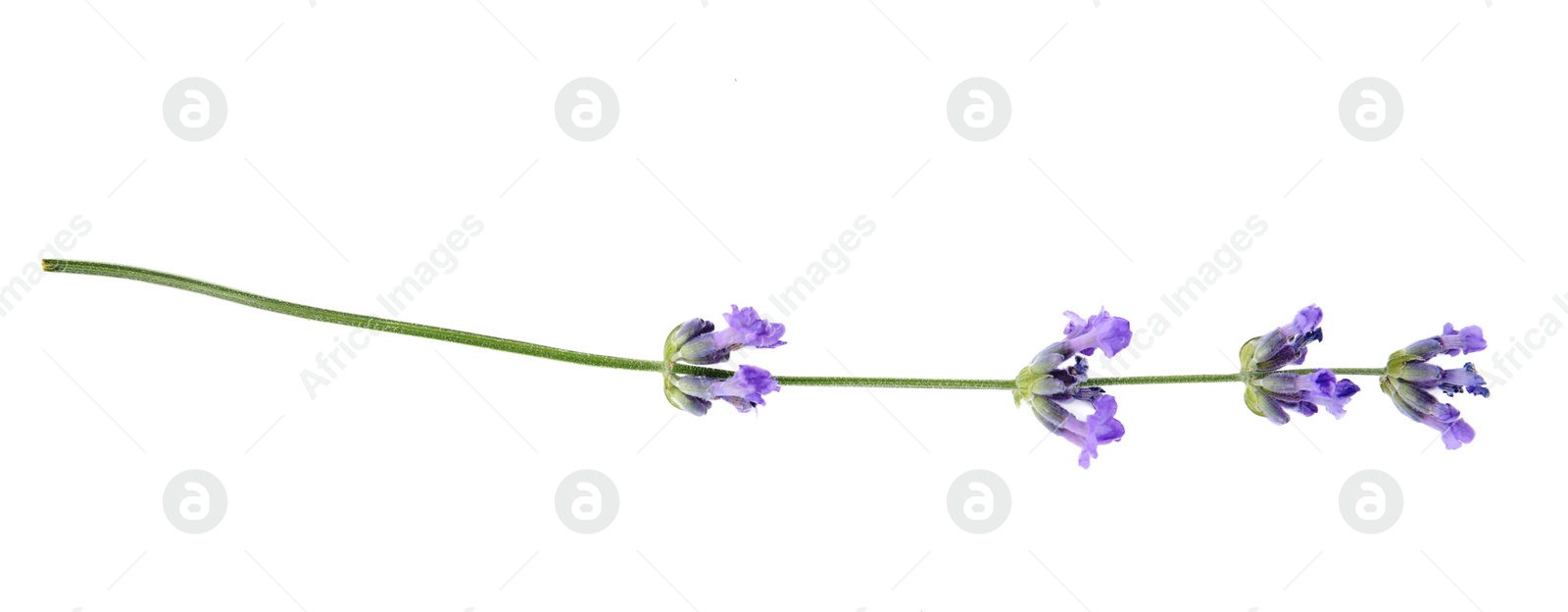 Photo of Beautiful tender lavender flower on white background, top view