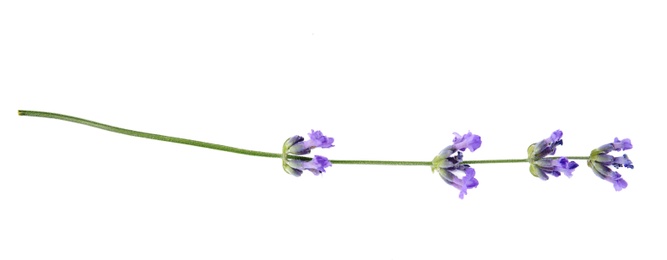Photo of Beautiful tender lavender flower on white background, top view