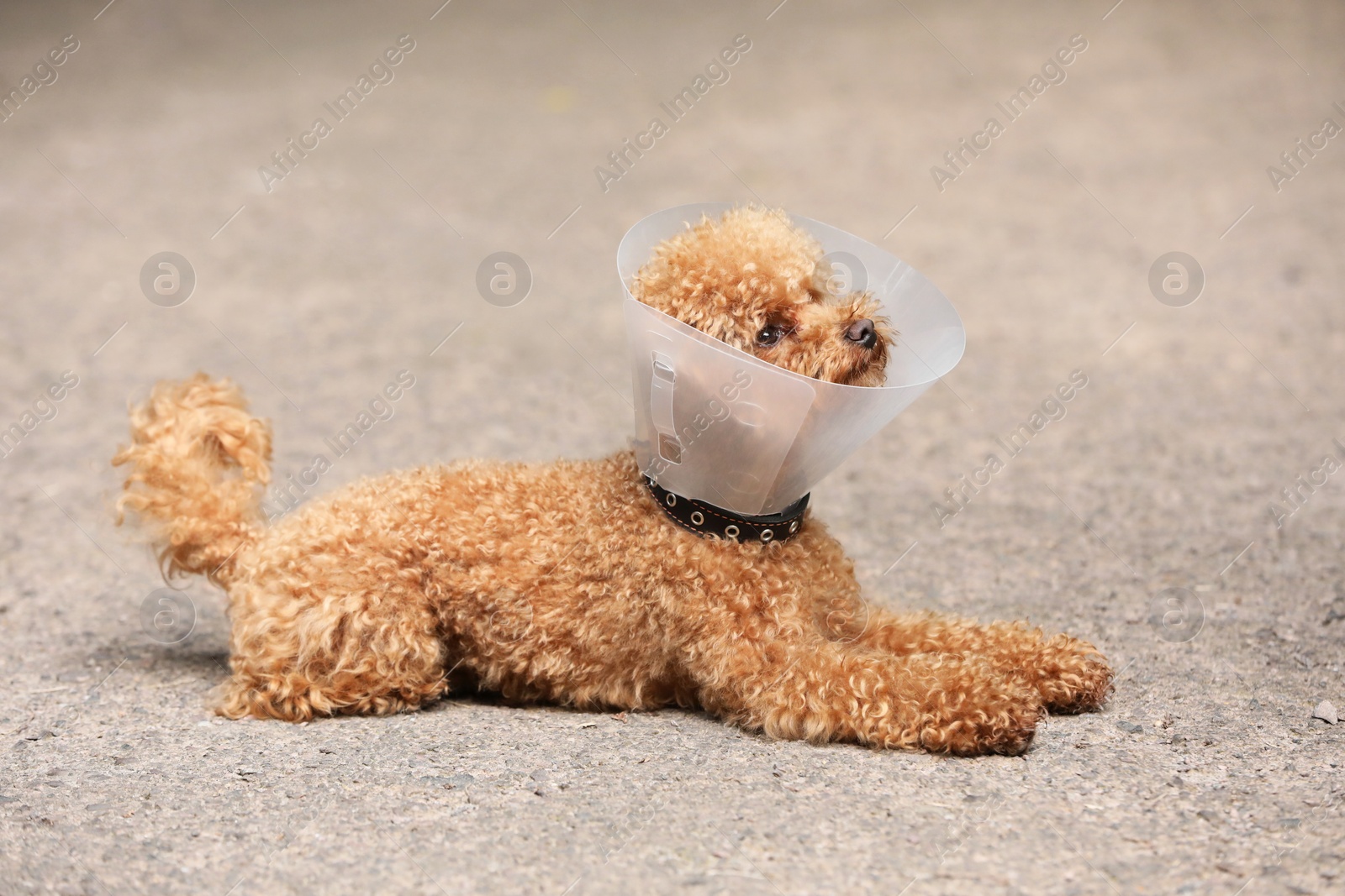 Photo of Cute Maltipoo dog with Elizabethan collar lying outdoors