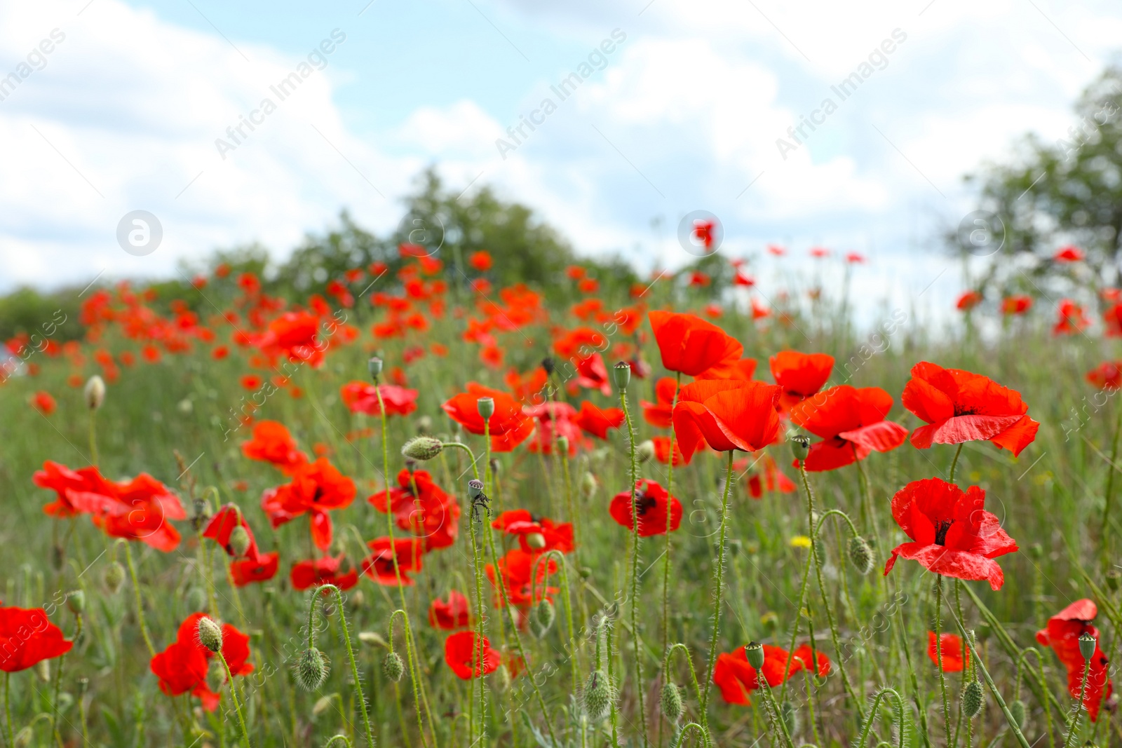 Photo of Beautiful red poppy flowers growing in field