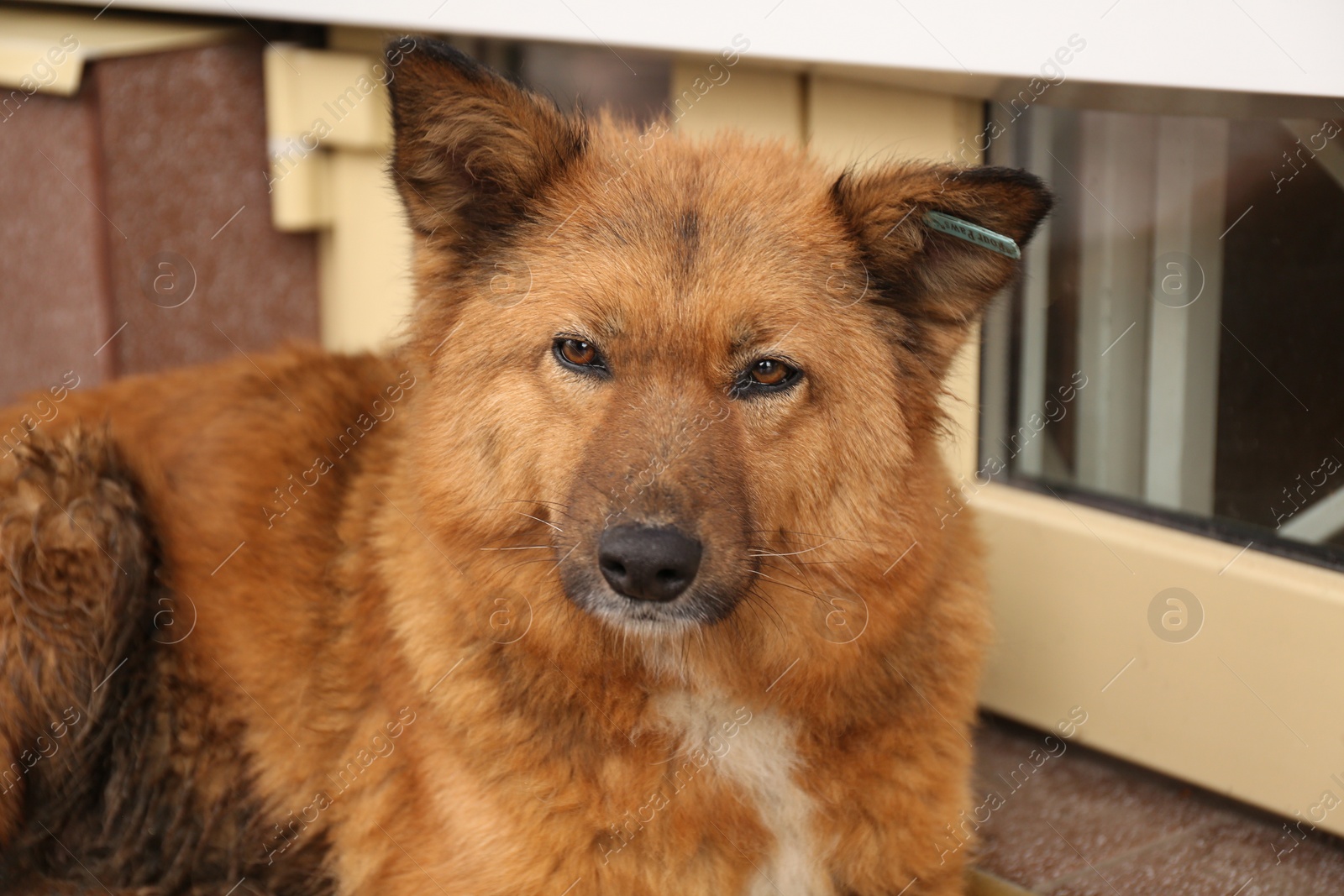 Photo of Homeless dog on city street, closeup. Abandoned animal