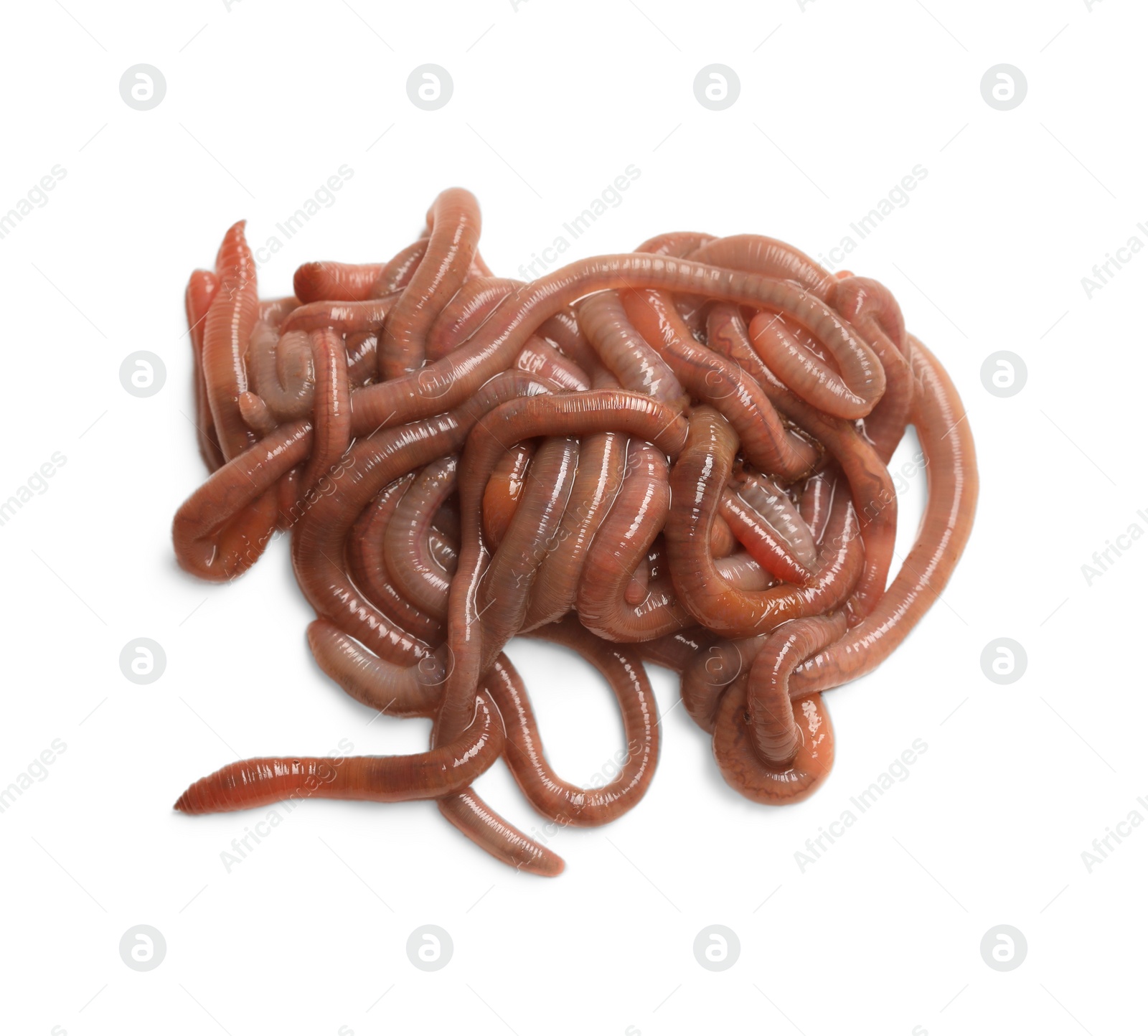 Photo of Many earthworms on white background, top view. Terrestrial invertebrates