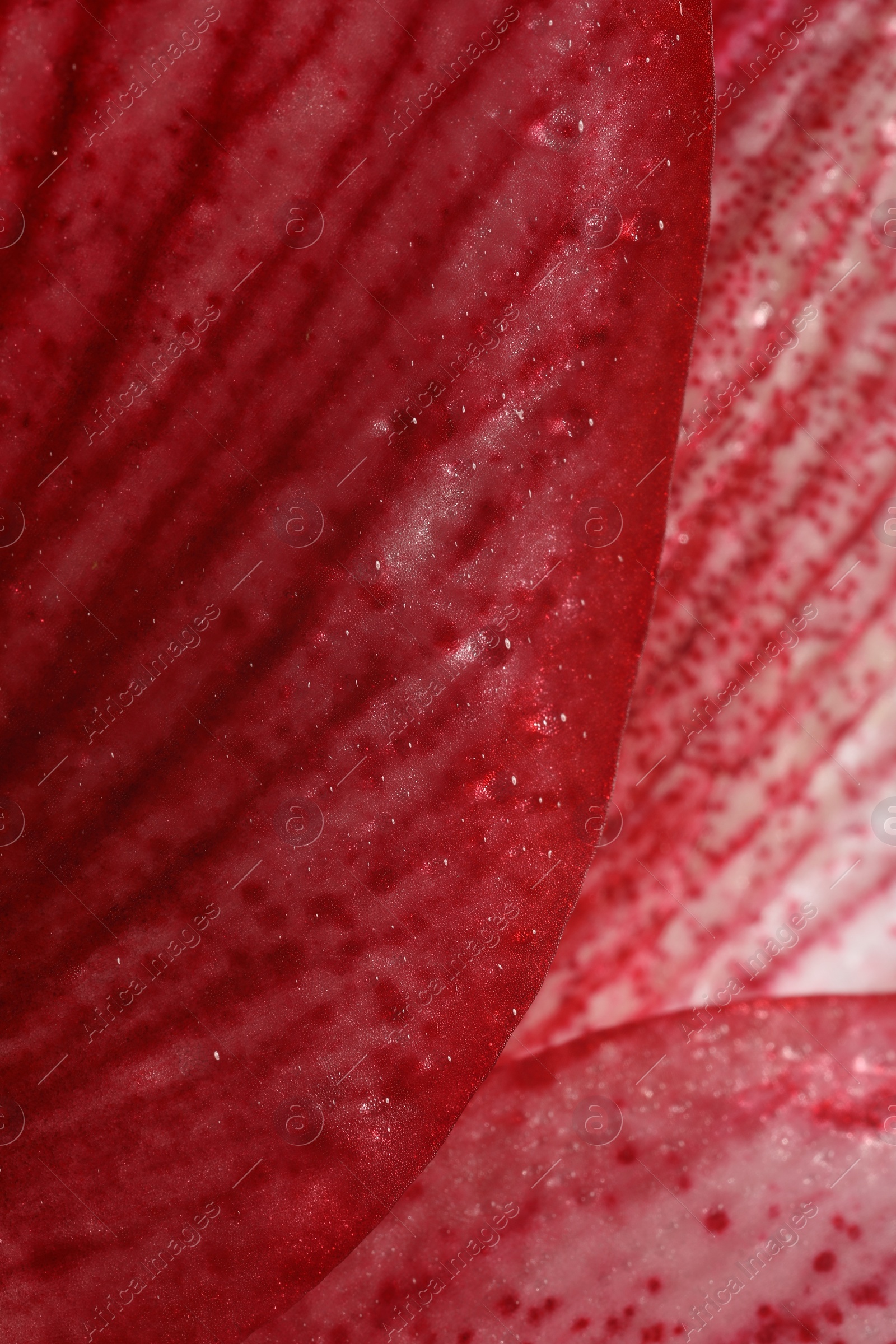 Photo of Beautiful red Amaryllis flower as background, macro view