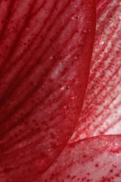 Photo of Beautiful red Amaryllis flower as background, macro view