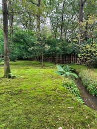Photo of Bright moss and other plants near water channel in park