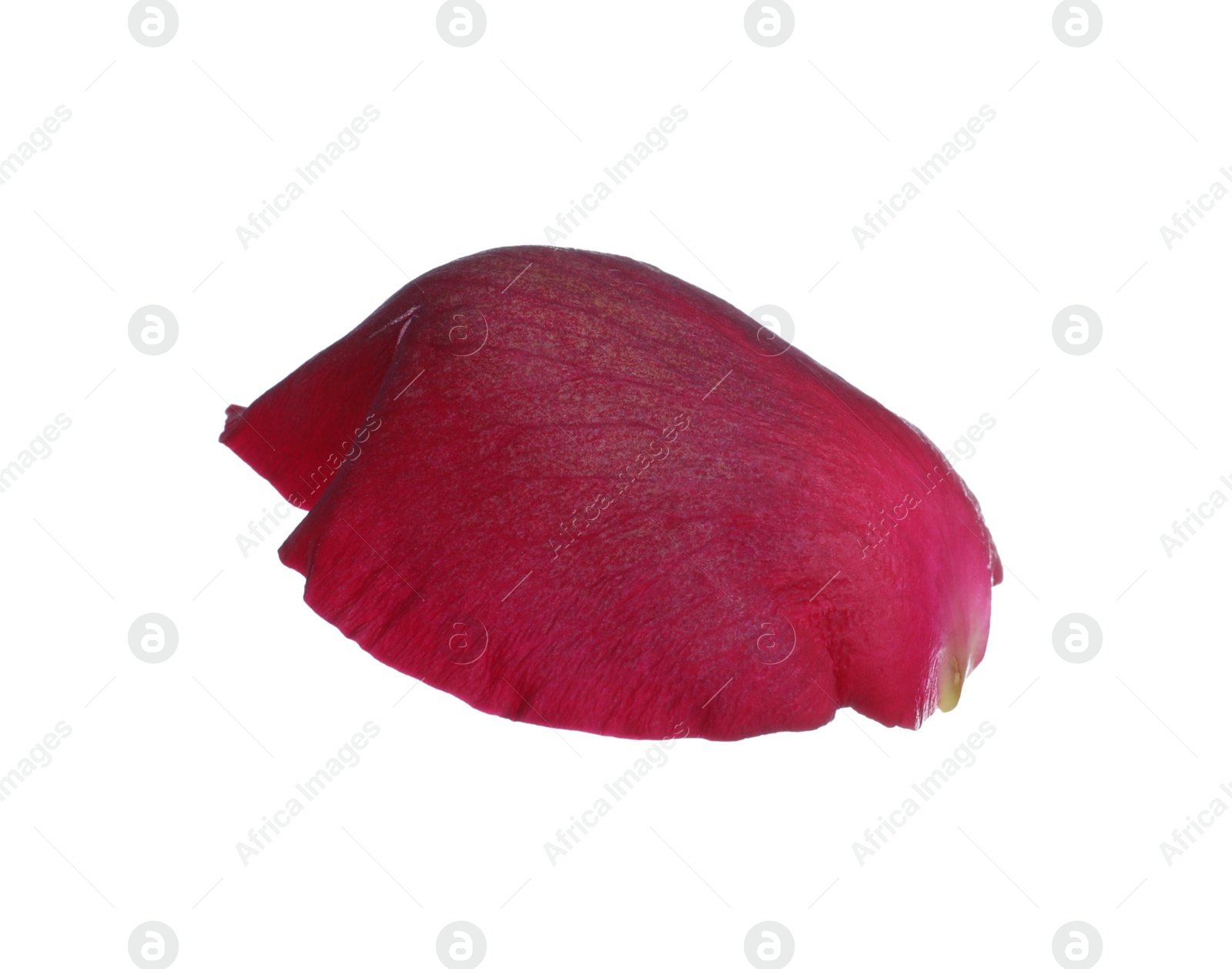 Photo of Red rose flower petal on white background