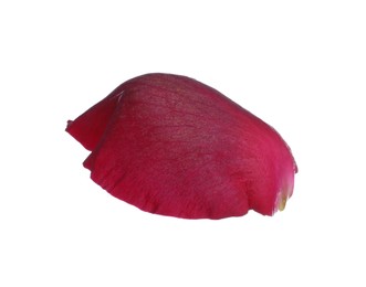 Photo of Red rose flower petal on white background