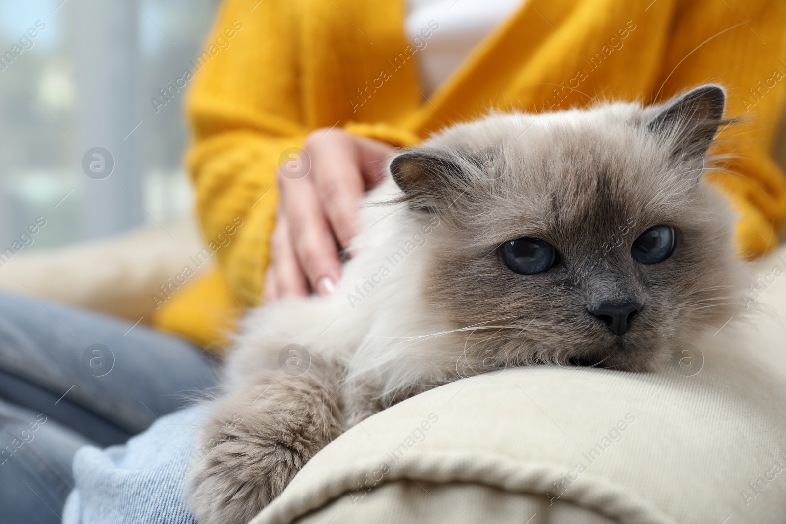 Photo of Woman petting beautiful birman cat on sofa at home, closeup