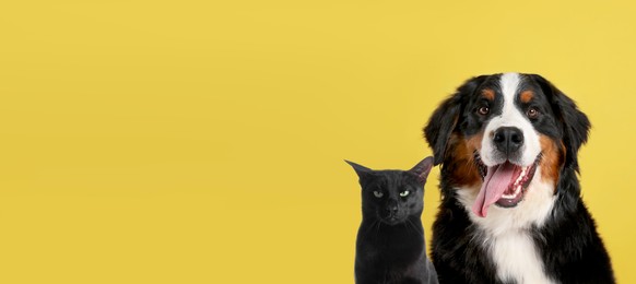 Cute cat and adorable dog on yellow background. Banner design with space for text