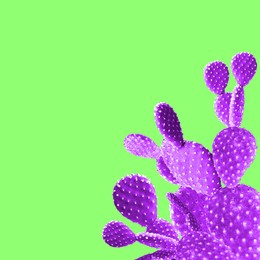 Beautiful violet cactus plant on violet background, space for text