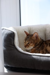 Cute Bengal cat lying on pet bed on windowsill at home