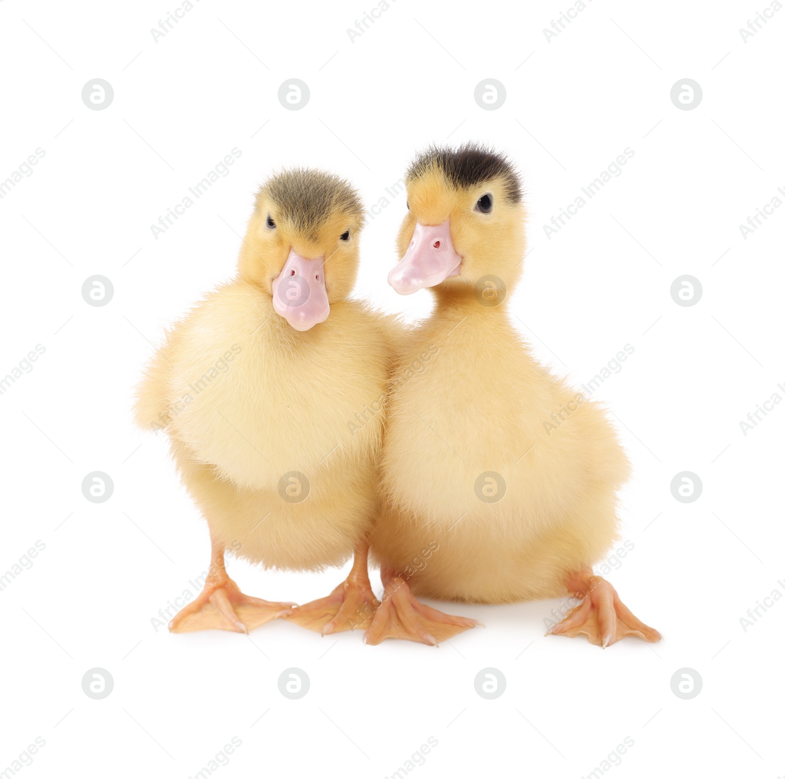 Photo of Baby animals. Cute fluffy ducklings on white background