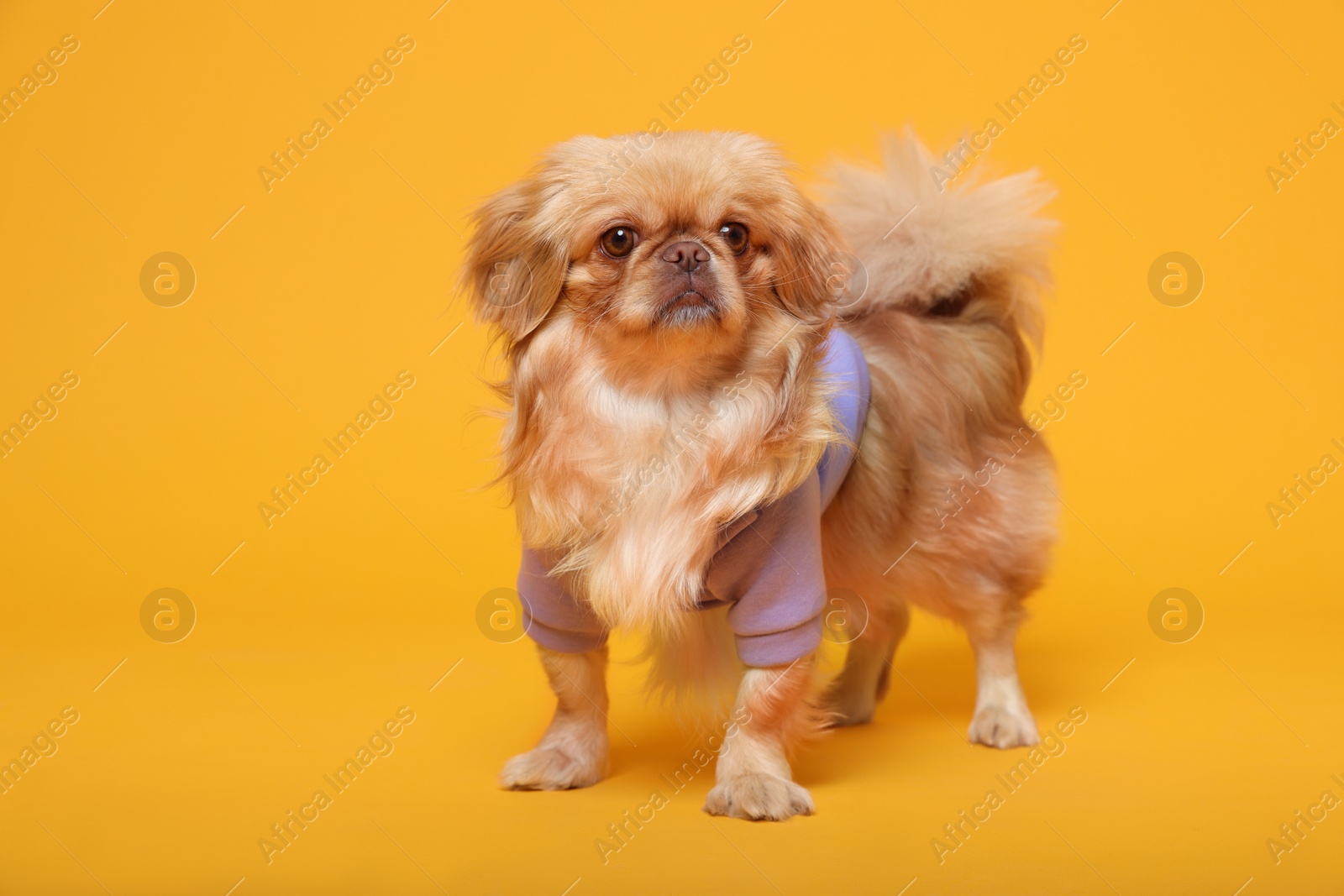 Photo of Cute Pekingese dog in pet clothes on yellow background