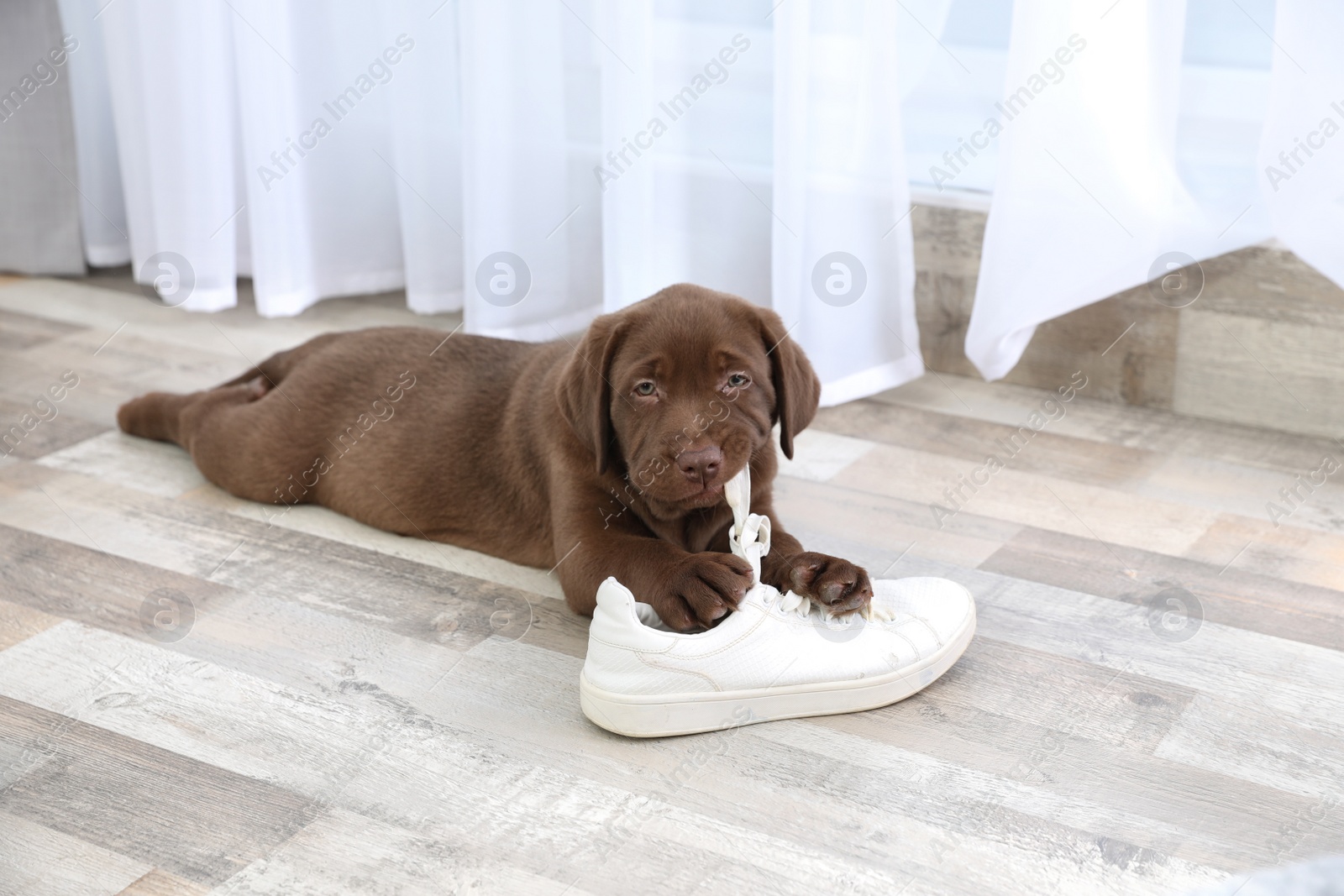 Photo of Chocolate Labrador Retriever puppy playing with sneaker on floor indoors