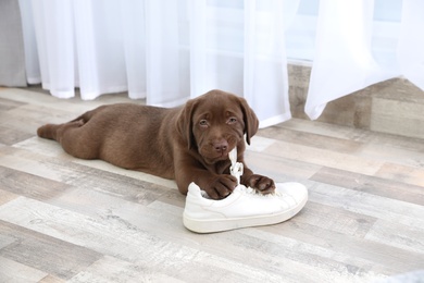 Photo of Chocolate Labrador Retriever puppy playing with sneaker on floor indoors