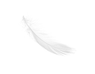 Photo of Beautiful fluffy bird feather isolated on white