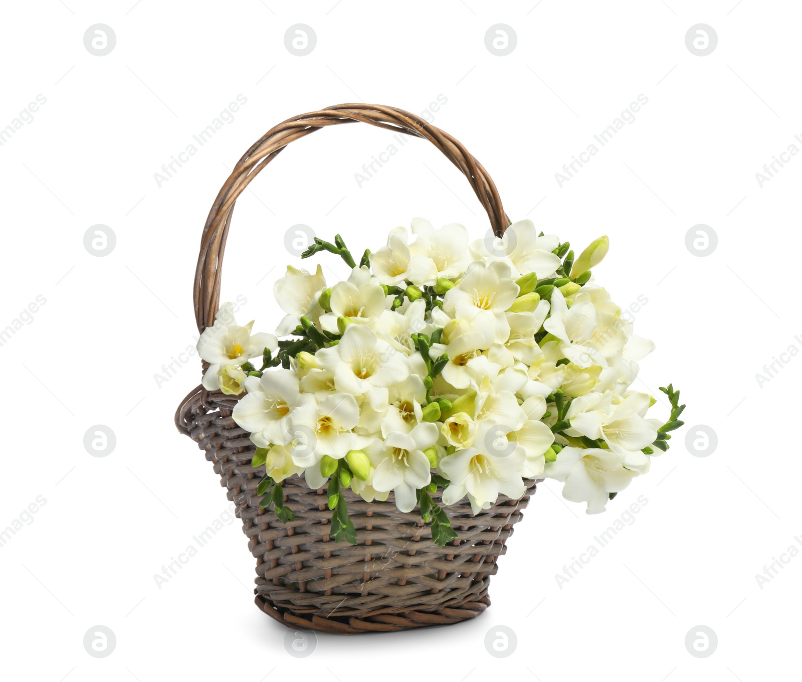 Photo of Beautiful freesia flowers in basket on white background