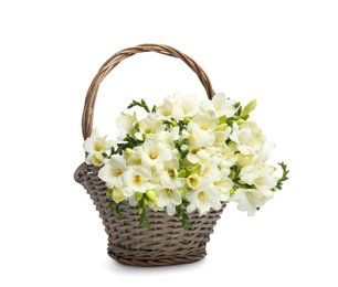 Beautiful freesia flowers in basket on white background